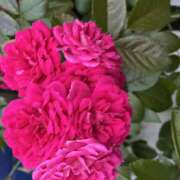 ヒメ日記 2026/05/18 10:26 投稿 大原 HERMINE-エルミネ-