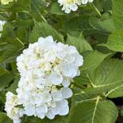 ヒメ日記 2026/05/28 08:02 投稿 大原 HERMINE-エルミネ-