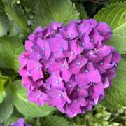 ヒメ日記 2026/06/01 08:02 投稿 大原 HERMINE-エルミネ-