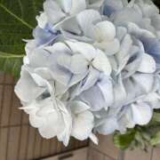 ヒメ日記 2026/06/05 07:59 投稿 大原 HERMINE-エルミネ-