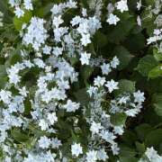 ヒメ日記 2026/06/08 08:34 投稿 大原 HERMINE-エルミネ-