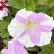 ヒメ日記 2026/06/11 08:29 投稿 大原 HERMINE-エルミネ-