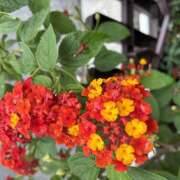 ヒメ日記 2026/06/14 08:10 投稿 大原 HERMINE-エルミネ-