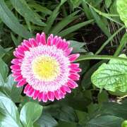 ヒメ日記 2026/06/16 08:16 投稿 大原 HERMINE-エルミネ-