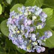 ヒメ日記 2026/06/25 07:51 投稿 大原 HERMINE-エルミネ-