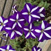 ヒメ日記 2026/07/01 08:15 投稿 大原 HERMINE-エルミネ-