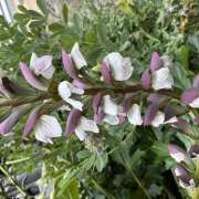 ヒメ日記 2026/07/05 08:33 投稿 大原 HERMINE-エルミネ-