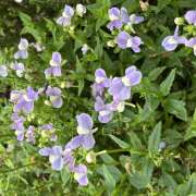 ヒメ日記 2026/07/08 08:36 投稿 大原 HERMINE-エルミネ-