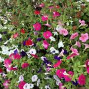 ヒメ日記 2026/07/09 08:27 投稿 大原 HERMINE-エルミネ-