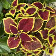 ヒメ日記 2026/07/10 09:23 投稿 大原 HERMINE-エルミネ-