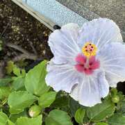 ヒメ日記 2026/07/12 08:35 投稿 大原 HERMINE-エルミネ-