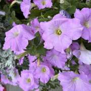 ヒメ日記 2026/07/14 14:15 投稿 大原 HERMINE-エルミネ-