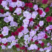 ヒメ日記 2026/07/15 08:26 投稿 大原 HERMINE-エルミネ-