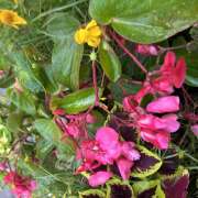 ヒメ日記 2026/07/16 08:18 投稿 大原 HERMINE-エルミネ-