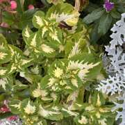 ヒメ日記 2026/07/20 08:35 投稿 大原 HERMINE-エルミネ-