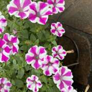 ヒメ日記 2026/07/22 08:35 投稿 大原 HERMINE-エルミネ-