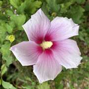ヒメ日記 2026/07/25 08:08 投稿 大原 HERMINE-エルミネ-