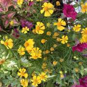 ヒメ日記 2026/07/28 08:56 投稿 大原 HERMINE-エルミネ-