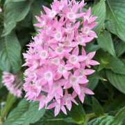 ヒメ日記 2026/08/02 08:30 投稿 大原 HERMINE-エルミネ-