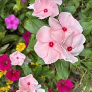 ヒメ日記 2026/08/05 08:28 投稿 大原 HERMINE-エルミネ-