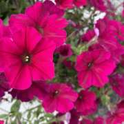 ヒメ日記 2026/08/06 08:32 投稿 大原 HERMINE-エルミネ-
