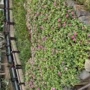 ヒメ日記 2026/08/17 08:13 投稿 大原 HERMINE-エルミネ-
