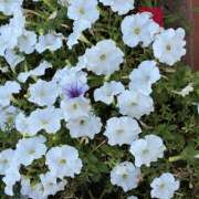 ヒメ日記 2026/08/19 09:36 投稿 大原 HERMINE-エルミネ-
