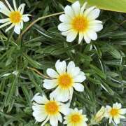 ヒメ日記 2026/09/01 08:28 投稿 大原 HERMINE-エルミネ-