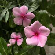 ヒメ日記 2026/09/03 08:21 投稿 大原 HERMINE-エルミネ-