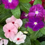 ヒメ日記 2026/09/05 08:04 投稿 大原 HERMINE-エルミネ-