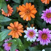 ヒメ日記 2026/09/06 08:14 投稿 大原 HERMINE-エルミネ-