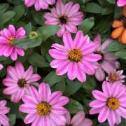 ヒメ日記 2026/09/09 10:03 投稿 大原 HERMINE-エルミネ-