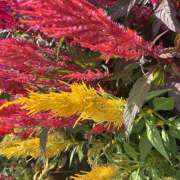 ヒメ日記 2026/09/15 08:09 投稿 大原 HERMINE-エルミネ-