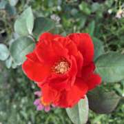 ヒメ日記 2026/09/20 08:13 投稿 大原 HERMINE-エルミネ-