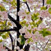 ヒメ日記 2026/04/07 09:11 投稿 ありさ BAD COMPANY（バッドカンパニー）