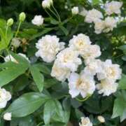 ありさ おやすみです BAD COMPANY（バッドカンパニー）