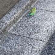 ヒメ日記 2026/02/12 21:44 投稿 かな トマトなび