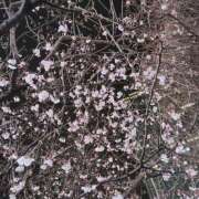 ヒメ日記 2026/03/15 19:28 投稿 安藤 こより セカンドパートナー池袋