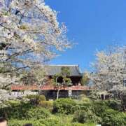 ヒメ日記 2026/04/03 17:28 投稿 安藤 こより セカンドパートナー池袋