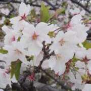 ヒメ日記 2026/04/05 20:28 投稿 安藤 こより セカンドパートナー池袋