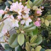 ヒメ日記 2026/04/20 21:58 投稿 安藤 こより セカンドパートナー池袋