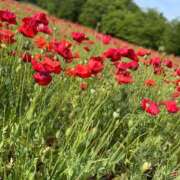 ヒメ日記 2026/03/13 16:36 投稿 ちひろ 即プレイ専門店 性の極み