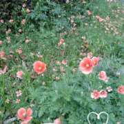 ヒメ日記 2026/04/16 08:04 投稿 さき 大阪熟女本舗