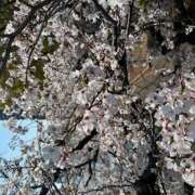 ヒメ日記 2026/04/02 11:22 投稿 ゆうこ 大阪熟女本舗