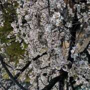 ヒメ日記 2026/04/02 13:56 投稿 ゆうこ 大阪熟女本舗