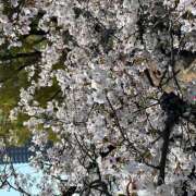 ヒメ日記 2026/04/03 11:08 投稿 ゆうこ 大阪熟女本舗