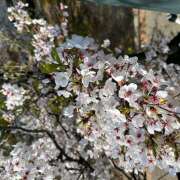 ヒメ日記 2026/04/03 11:22 投稿 ゆうこ 大阪熟女本舗