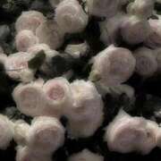 ヒメ日記 2026/03/06 22:54 投稿 百花(もか) グランドオペラ横浜