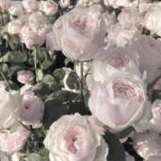 ヒメ日記 2026/03/25 18:56 投稿 百花(もか) グランドオペラ横浜