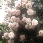 ヒメ日記 2026/04/27 10:21 投稿 百花(もか) グランドオペラ横浜